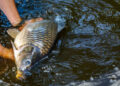 Carpfishing session at the Lake.Large carp fish being released back into the lake water after being caught.Fishing adventures.Catch and release sport fish
